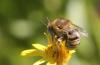 Anthophora bimaculata